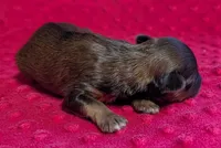 Winnie , a female Yorkipoo for sale in Lutts, TN – 2 of 5