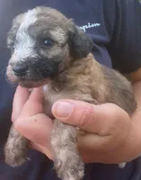 Summer , a female Poodle - Toy  for sale in Lutts, TN – 3 of 5