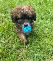 Kelly , a female Poodle - Toy  for sale in Lutts, TN – 5 of 6