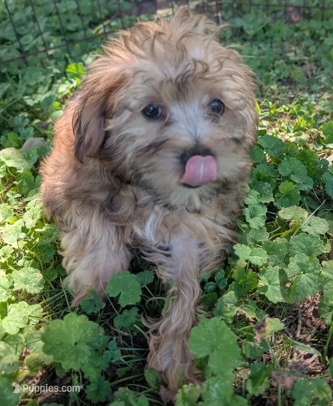 Jasper  – Yorkipoo puppy for sale in Lutts, TN
