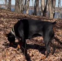AKC Euro Doberman puppy, a male Doberman Pinscher for sale in Lutts, TN – 3 of 6