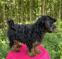 Dominic , a male Yorkipoo for sale in Lutts, TN – 10 of 10