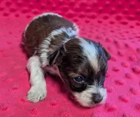 Bentley , a male Yorkipoo for sale in Lutts, TN – 4 of 8