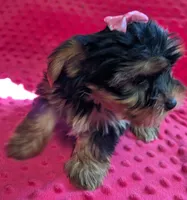 Nova, a female Yorkshire Terrier for sale in Lutts, TN – 4 of 10