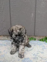 Cookie , a male Poodle - Toy  for sale in Lutts, TN – 3 of 4