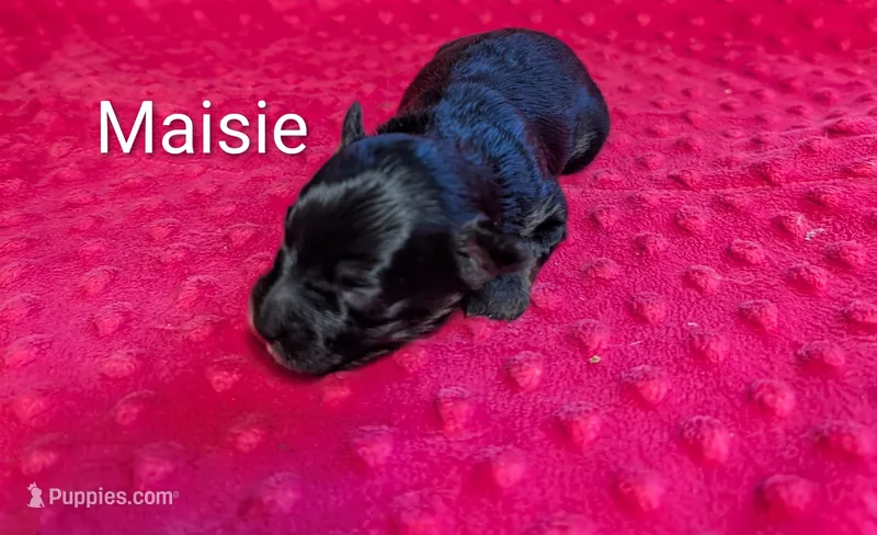 Maisie  – Yorkipoo puppy for sale in Lutts, TN