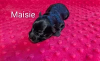 Maisie , a female Yorkipoo for sale in Lutts, TN – 1 of 2