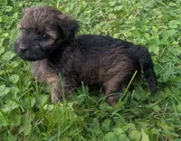 Molly, a female Yorkipoo for sale in Lutts, TN – 2 of 9
