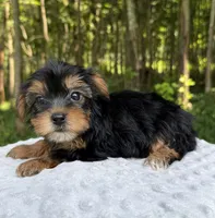 Nova, a female Yorkshire Terrier for sale in Lutts, TN – 2 of 9