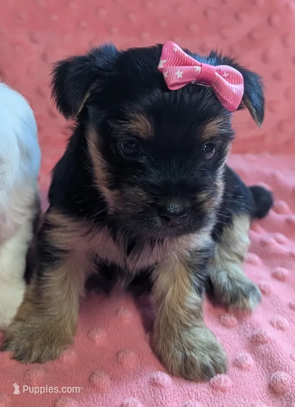 Reese  – Yorkshire Terrier puppy for sale in Lutts, TN