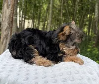 Sapphire , a female Yorkshire Terrier for sale in Lutts, TN – 4 of 9