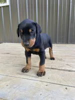 AKC full European  female, a female Doberman Pinscher for sale in Lutts, TN – 2 of 7