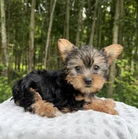 Sapphire , a female Yorkshire Terrier for sale in Lutts, TN – 9 of 9
