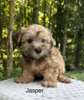 Jasper , a male Yorkipoo for sale in Lutts, TN – 2 of 4