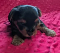 Onyx , a male Yorkshire Terrier for sale in Lutts, TN – 5 of 6