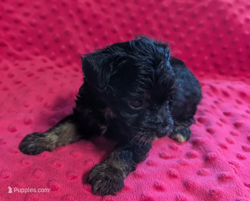 Maisie  – Yorkipoo puppy for sale in Lutts, TN