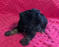 Maisie , a female Yorkipoo for sale in Lutts, TN – 1 of 10