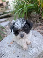 Toby , a male Yorkipoo for sale in Lutts, TN – 2 of 7