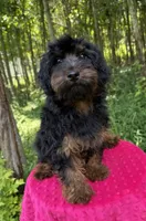 Dominic , a male Yorkipoo for sale in Lutts, TN – 6 of 10
