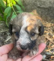 Summer , a female Poodle - Toy  for sale in Lutts, TN – 5 of 5