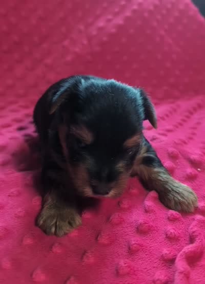 Onyx , a male Yorkshire Terrier for sale in Lutts, TN – 6 of 6