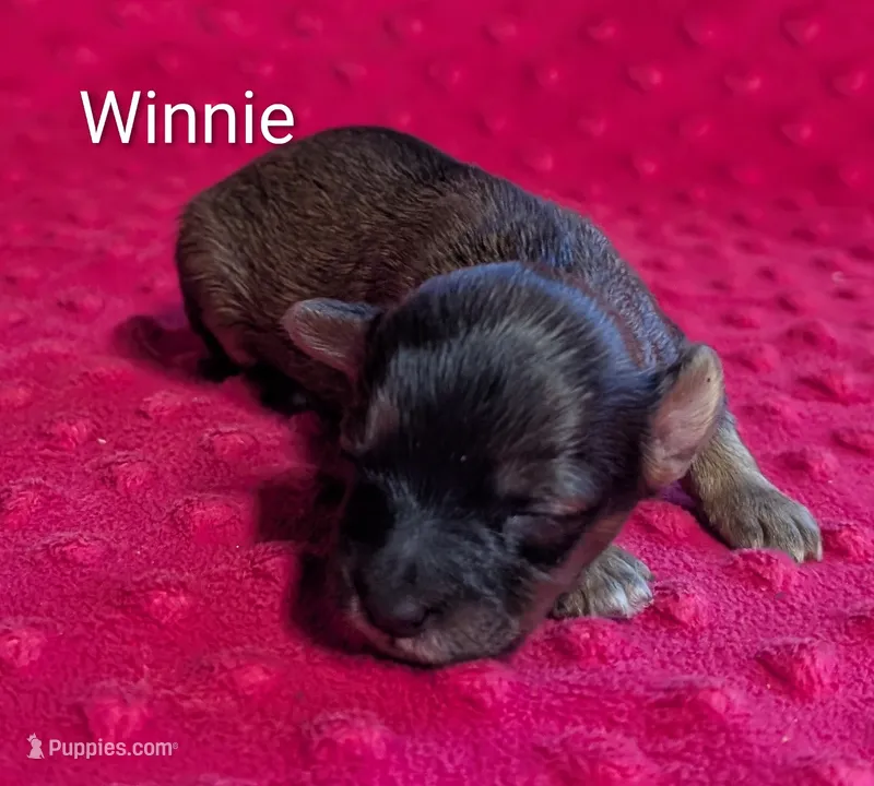 Winnie  – Yorkipoo puppy for sale in Lutts, TN