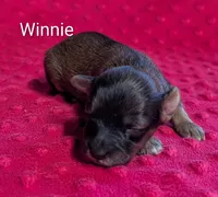 Winnie , a female Yorkipoo for sale in Lutts, TN – 1 of 5