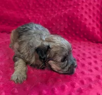 Jasper , a male Yorkipoo for sale in Lutts, TN – 3 of 3