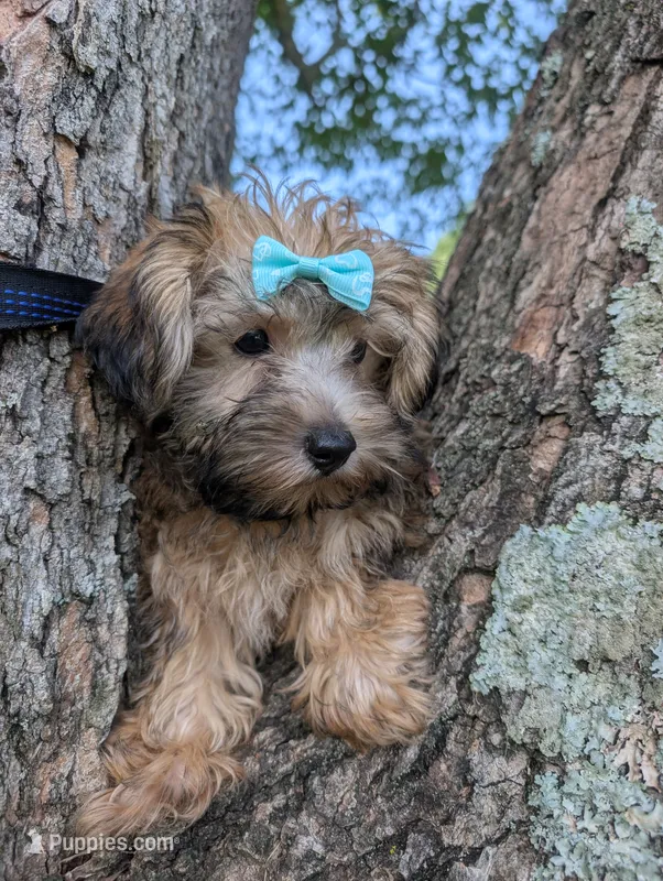 Casper  – Yorkipoo puppy for sale in Lutts, TN