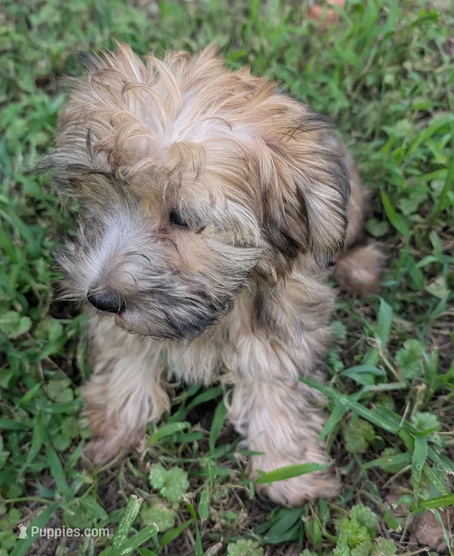 Casper  – Yorkipoo puppy for sale in Lutts, TN