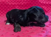 Maisie , a female Yorkipoo for sale in Lutts, TN – 7 of 10