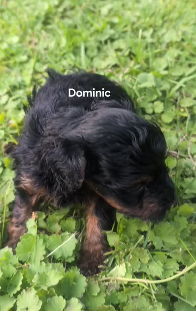 Dominic , a male Yorkshire Terrier for sale in Lutts, TN – 2 of 5