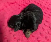 Ava, a female Yorkipoo for sale in Lutts, TN – 6 of 6