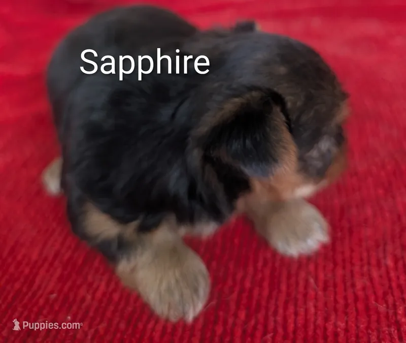 Sapphire  – Yorkshire Terrier puppy for sale in Lutts, TN
