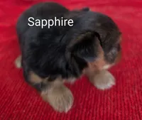 Sapphire , a female Yorkshire Terrier for sale in Lutts, TN – 1 of 5