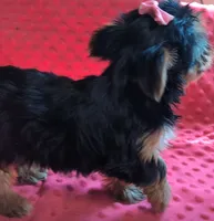 Nova, a female Yorkshire Terrier for sale in Lutts, TN – 2 of 10