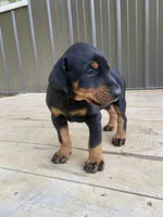 AKC full European  female, a female Doberman Pinscher for sale in Lutts, TN – 3 of 7