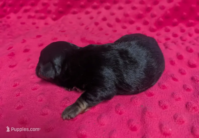 Ava – Yorkipoo puppy for sale in Lutts, TN