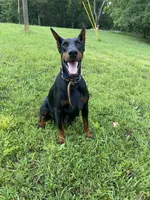 AKC full European  puppy, a female Doberman Pinscher for sale in Lutts, TN – 5 of 5
