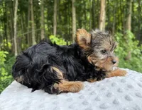 Sapphire , a female Yorkshire Terrier for sale in Lutts, TN – 7 of 9
