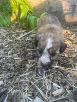 Summer , a female Poodle - Toy  for sale in Lutts, TN – 2 of 5