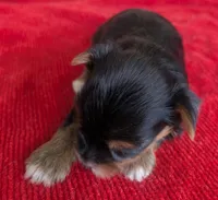 Stella , a female Yorkshire Terrier for sale in Lutts, TN – 2 of 7
