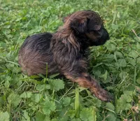 Molly, a female Yorkipoo for sale in Lutts, TN – 4 of 9