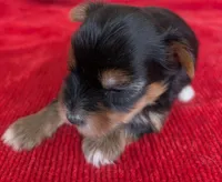 Stella , a female Yorkshire Terrier for sale in Lutts, TN – 6 of 7