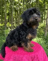 Dominic , a male Yorkipoo for sale in Lutts, TN – 4 of 10