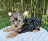 Sapphire , a female Yorkshire Terrier for sale in Lutts, TN – 6 of 9