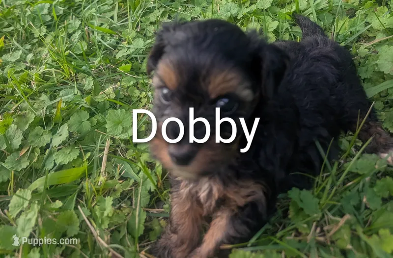 Dobby  – Yorkshire Terrier puppy for sale in Lutts, TN