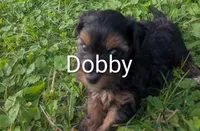 Dobby , a male Yorkshire Terrier for sale in Lutts, TN – 1 of 5
