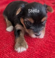 Stella , a female Yorkshire Terrier for sale in Lutts, TN – 1 of 7