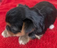 Stella , a female Yorkshire Terrier for sale in Lutts, TN – 7 of 7